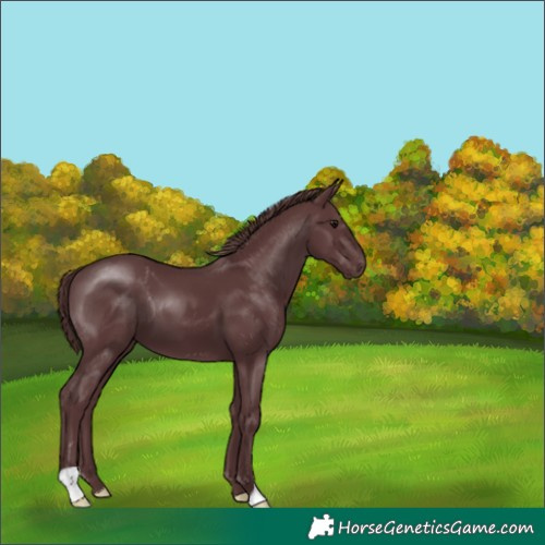 Horse Color:Chocolate Black 