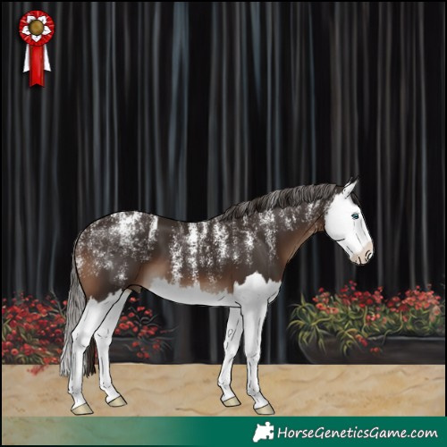 Horse Color:Powder White Liver Chestnut Splash 