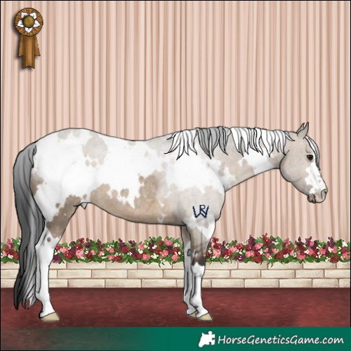 Horse Color:White Spotted Brown Dun Rabicano 
