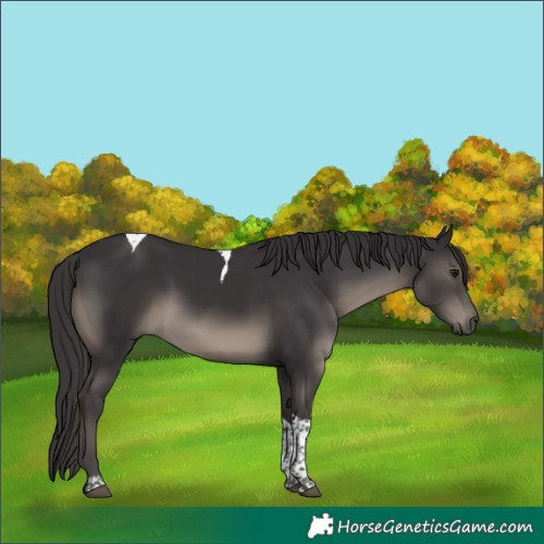 Horse Color:Smoky Black Tobiano Rabicano 