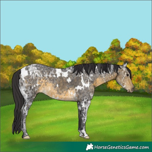 Horse Color:White Spotted Buckskin Ice 