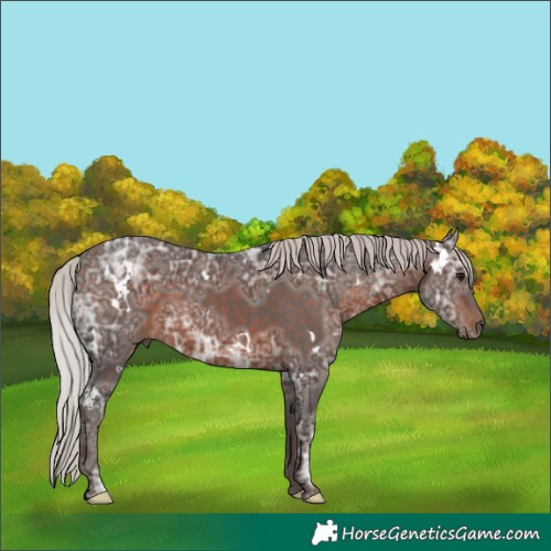 Horse Color:White Spotted Silver Brown Ice Rabicano 