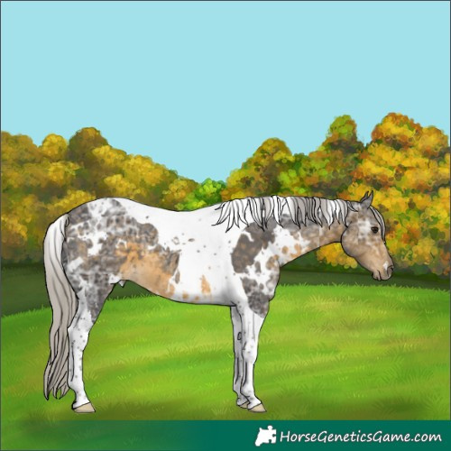 Horse Color:White Spotted Silver Buckskin Ice Tobiano
