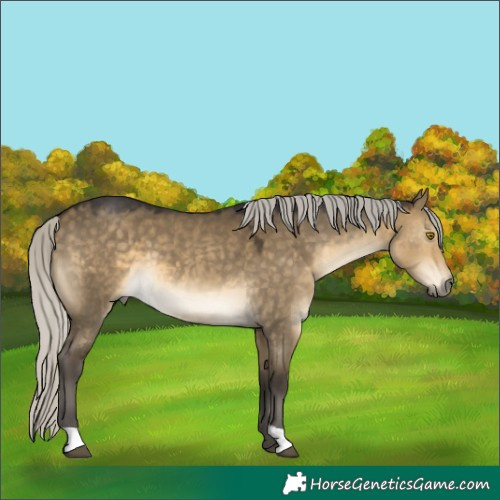 Horse Color:Silver Buckskin Dun 