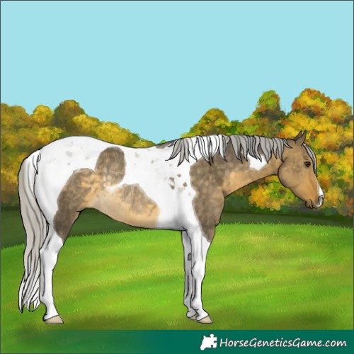 Horse Color:Silver Buckskin Dun Tobiano Rabicano