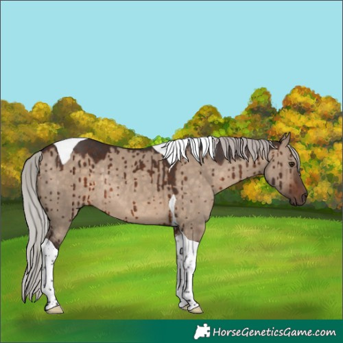 Horse Color:Silver Brown Dun Tobiano Rabicano Brindle 