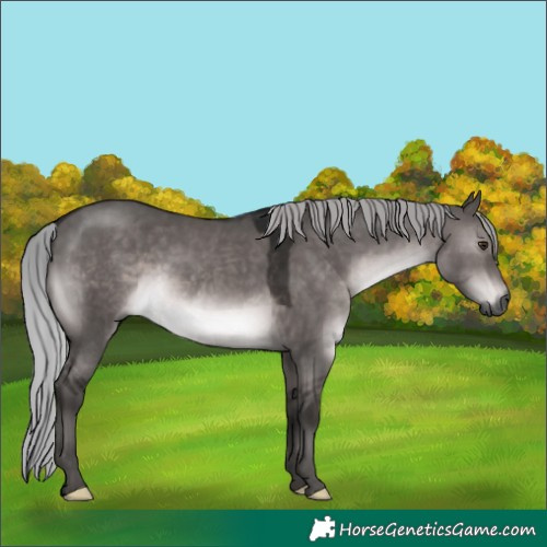 Horse Color:Gray Platinum Silver Brown Dun