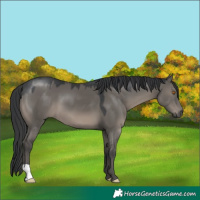 Horse Color:Platinum Grullo 