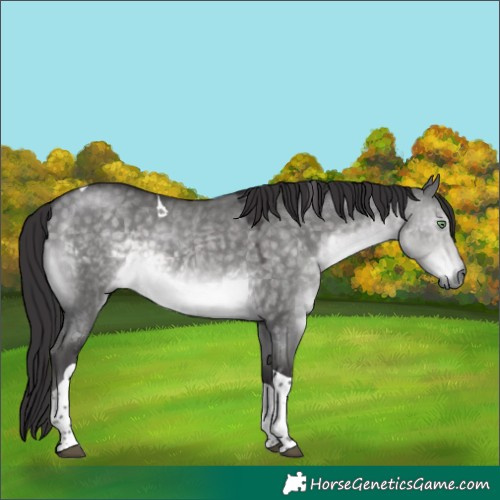 Horse Color:Platinum Buckskin Dun Tobiano 