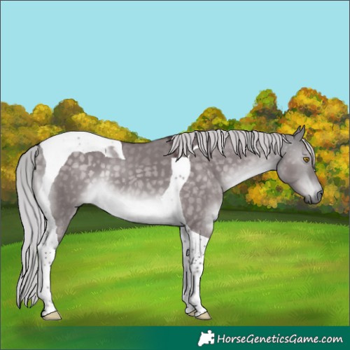 Horse Color:Platinum Chocolate Silver Buckskin Dun Tobiano 