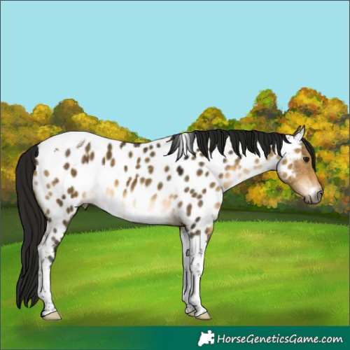 Horse Color:Gray Buckskin Dun Tobiano Near Leopard 