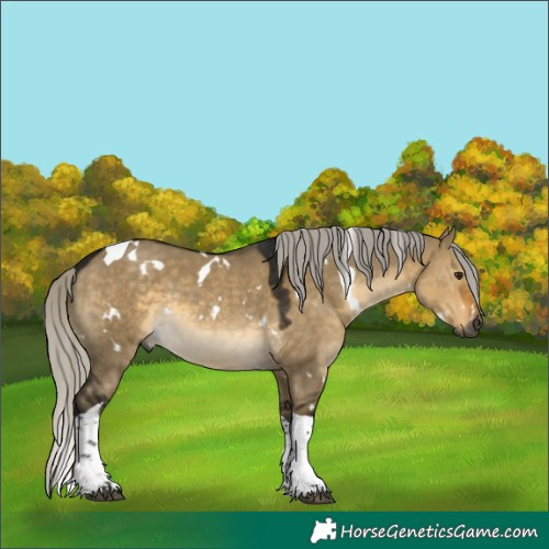 Horse Color:Gray White Spotted Silver Buckskin Dun Tobiano 