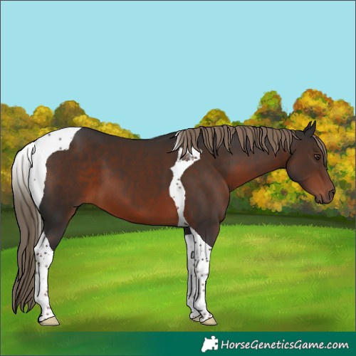 Horse Color:Liver Chestnut Tobiano 