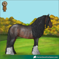 Horse Color:Brown Rabicano 