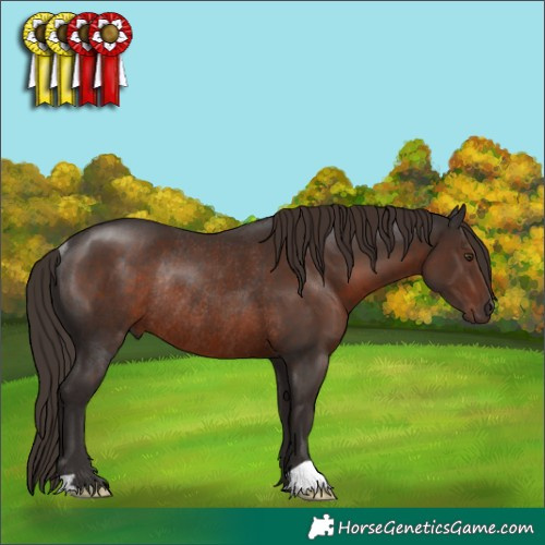 Horse Color:Liver Chestnut Rabicano