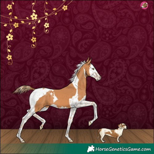 Horse Color:Chestnut Splash Tobiano 