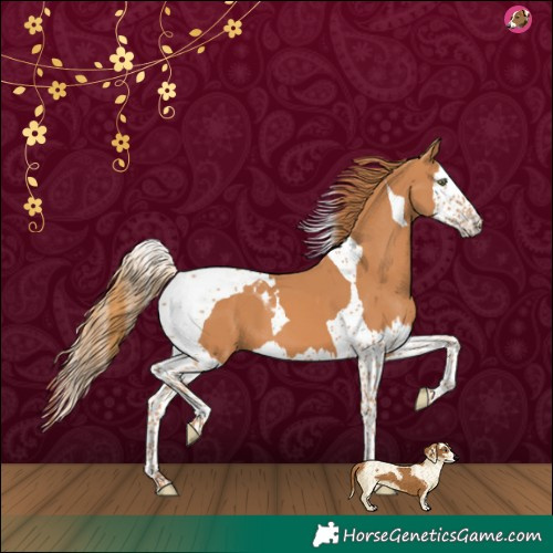 Horse Color:Chestnut Splash Tobiano