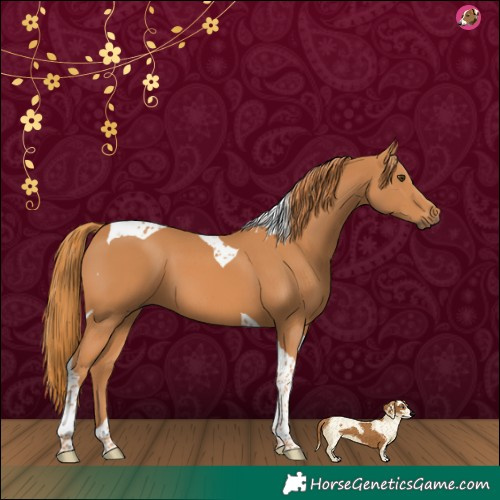 Horse Color:Chestnut Tobiano