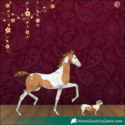 Horse Color:Chestnut Splash Tobiano 