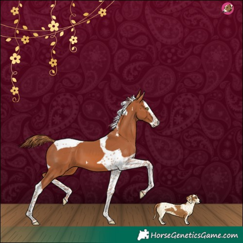 Horse Color:Chestnut Splash Tobiano