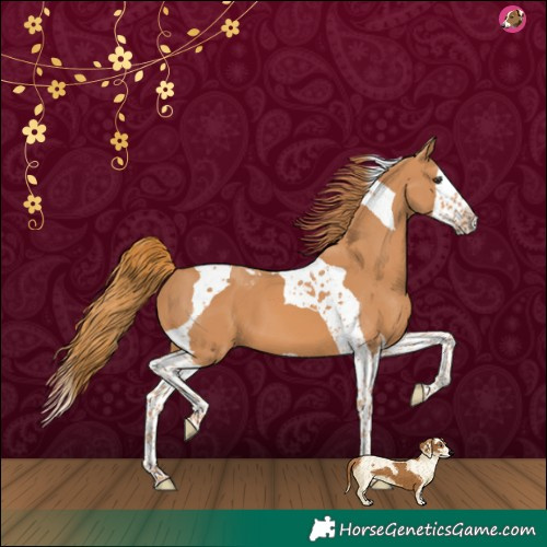 Horse Color:Chestnut Splash Tobiano 