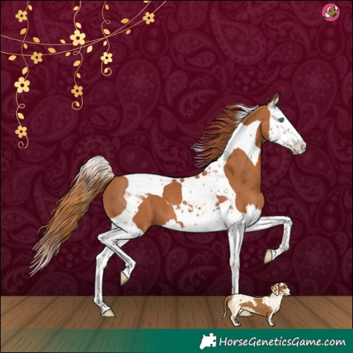 Horse Color:Chestnut Splash Tobiano 