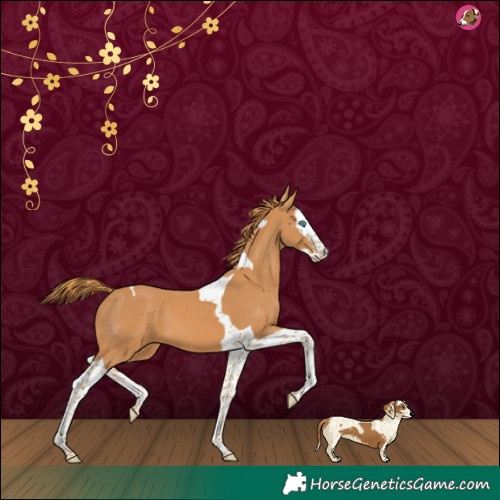Horse Color:Chestnut Splash Tobiano 