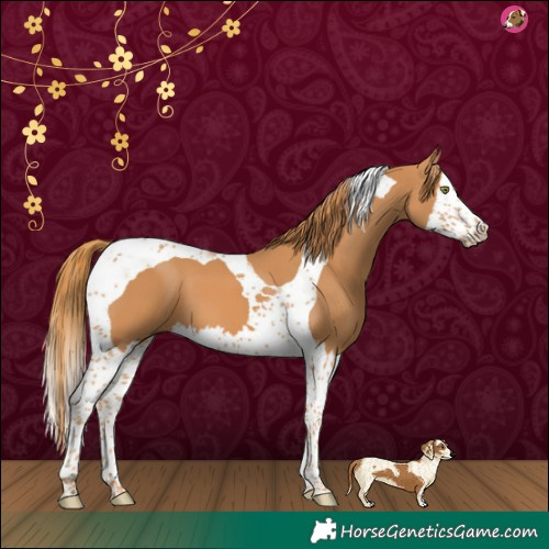 Horse Color:Chestnut Splash Tobiano 
