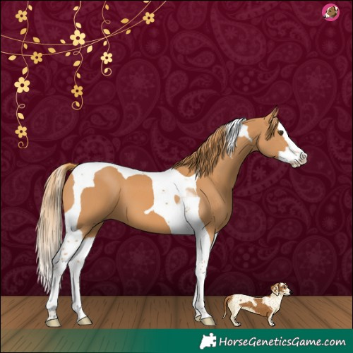 Horse Color:Chestnut Splash Tobiano 
