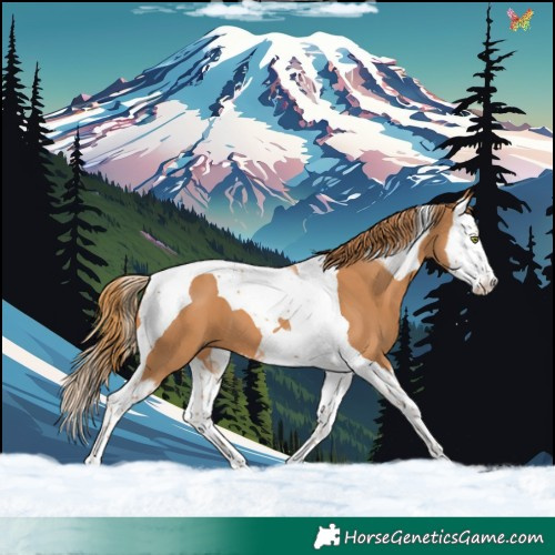 Horse Color:Chestnut Splash Tobiano