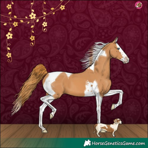 Horse Color:Chestnut Splash Tobiano 
