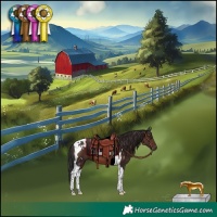 Horse Color:Liver Chestnut Tobiano