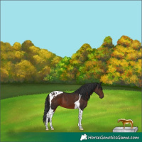 Horse Color:Liver Chestnut Tobiano