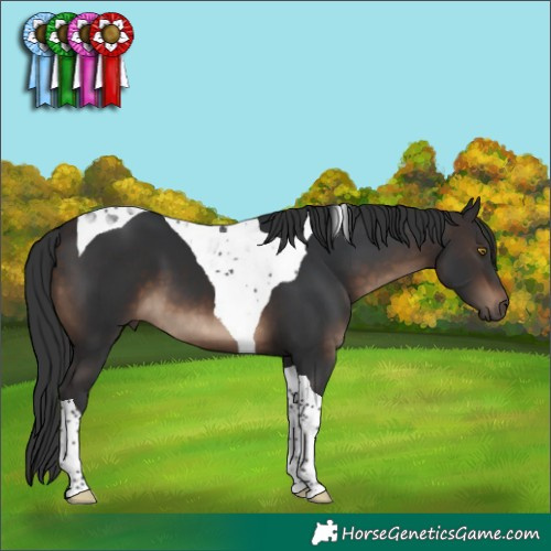 Horse Color:Brown Tobiano