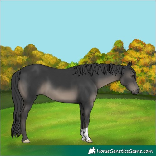 Horse Color:Unknown 