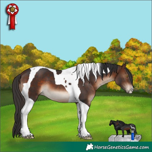 Horse Color:Brown Tobiano