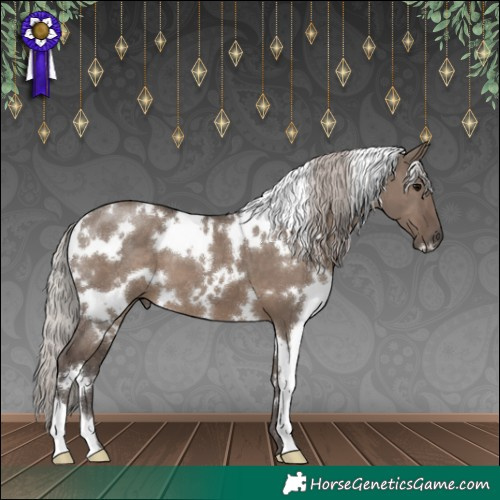 Horse Color:White Spotted Silver Grullo 