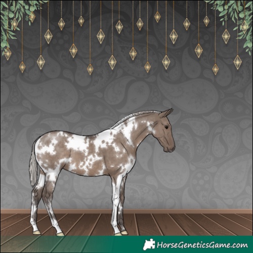 Horse Color:White Spotted Silver Grullo 