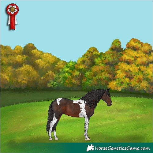 Horse Color:Liver Chestnut Tobiano