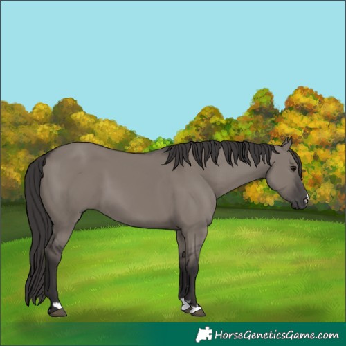 Horse Color:Smoky Grullo