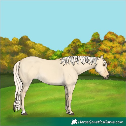 Horse Color:Palomino Dun 