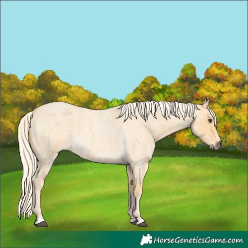 Horse Color:Palomino Roan