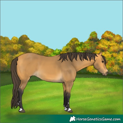 Horse Color:Buckskin