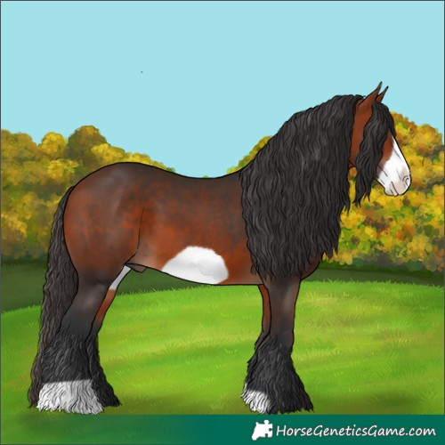 Horse Color:Bay Frame 