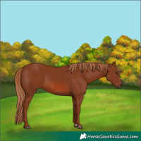 Horse Color:Chestnut 