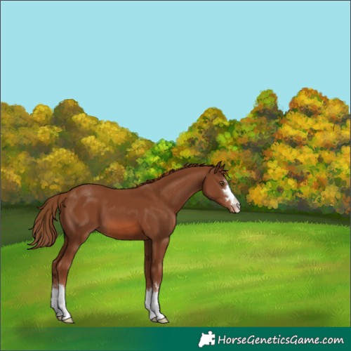 Horse Color:Chestnut Appaloosa 