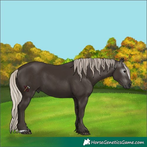 Horse Color:Unknown 