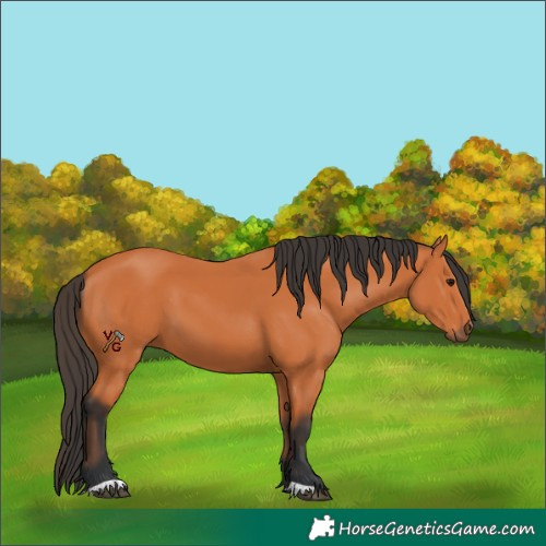 Horse Color:Unknown