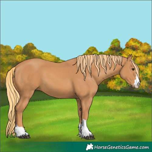 Horse Color:Chestnut 