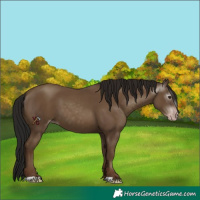 Horse Color:Unknown 